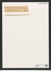 Cyclostella sp. (de-Toni-Nr.: Genus 216) Zeichnungen Sammlung Grunow (NHMW-BOT-W0379194)